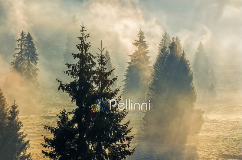 forest; spruce; landscape; pine; fog; tree; green; nature; trees; smoke; mountain; morning; mist; foggy; background; beautiful; light; natural; color; autumn; view; season; park; woodland; misty; forest; conifer; mysterious; haze; dawn; coniferous; blue; meadow; outdoor; spectacular; environment; fantasy; sunlight; sunrise; aerial; woods; path; sunset; scenery; treetops