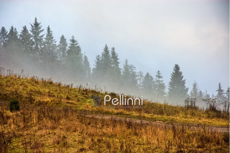 fog; forest; morning; mountain; tree; landscape; pine; park; conifer; nature; mist; autumn; haze; wood; season; environment; mystery; sky; travel; hill; cloud; meadow; valley; dramatic; fir; natural; outdoor; country; yellow