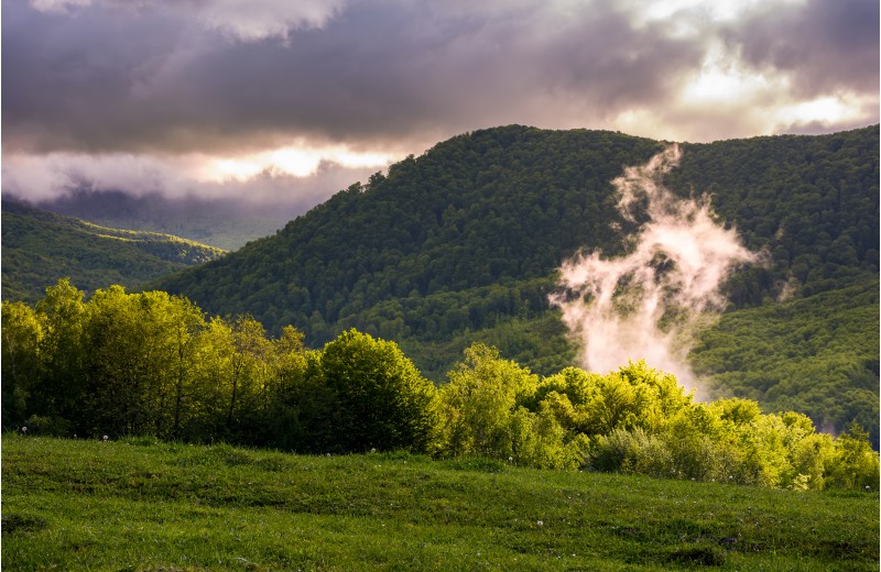 fog rising above the forest on hillside. beautiful mountainous landscape