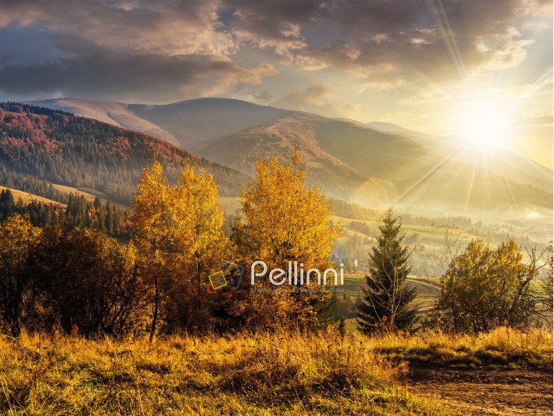 cold morning fog with golden hot sunset in the mountainous rural area. trees with Yellow foliage near the hillside meadow in evening light
