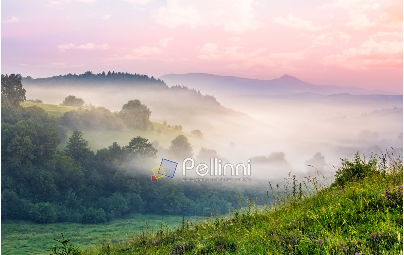 foggy forest in valley. spectacular mountain landscape at sunrise