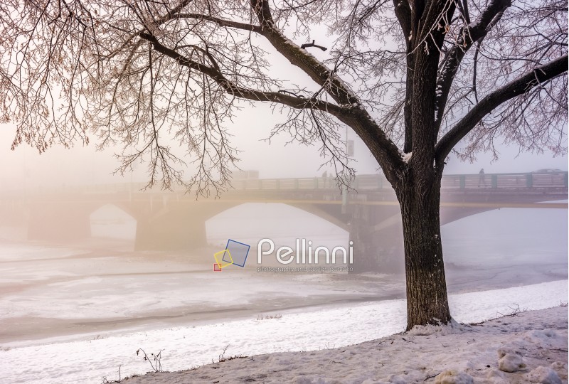 foggy morning near the bridge through the frozen river. tree in hoarfrost on the snowy embankment. gorgeous cityscape sunrise