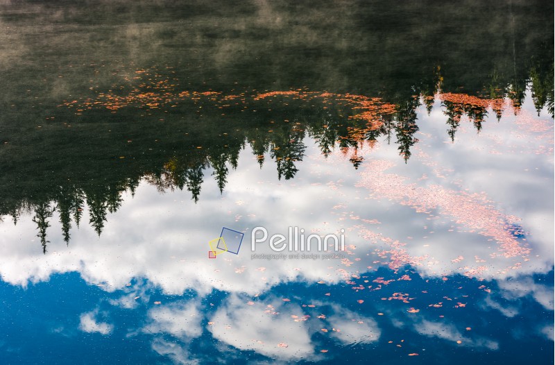 beautiful nature background of foliage on the water reflecting spruce forest and sky