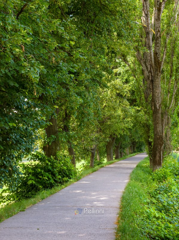 footpath among lime trees on a sunny day in summer. uzhhgorod linden alley is the longest in europe