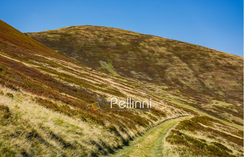 footpath through hills with forest. beautiful nature scenery in fine early autumn weather