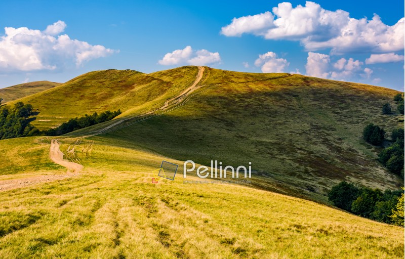 footpath through hills with forest. beautiful nature scenery in fine early autumn weather