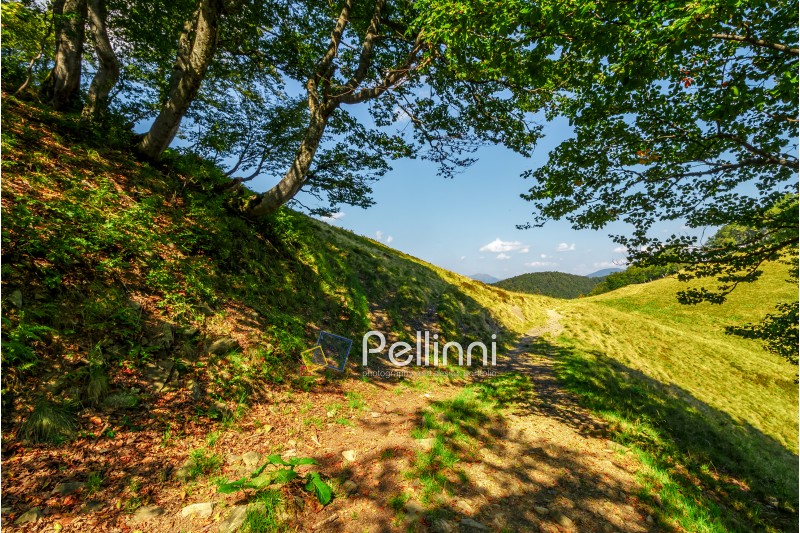 footpath through the forest on mountain ridge. fine summer weather in mountain landscape
