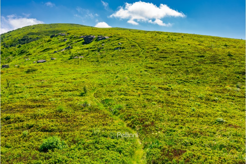 footpath through the grassy hills of the mountain. beautiful summer scenery in fine weather with some clouds on a blue sky