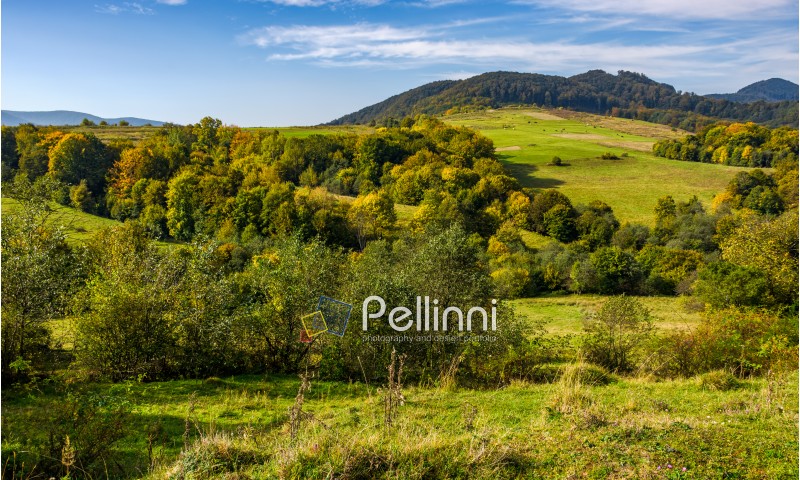 forest and meadow with colorful foliage on hills in mountainous countryside. lovely early autumn mountain landscape