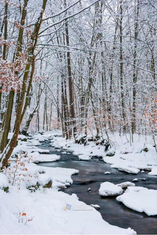 forest creek in winter forest. trees with weathered foliage along the snow covered shore. beautiful nature scenery