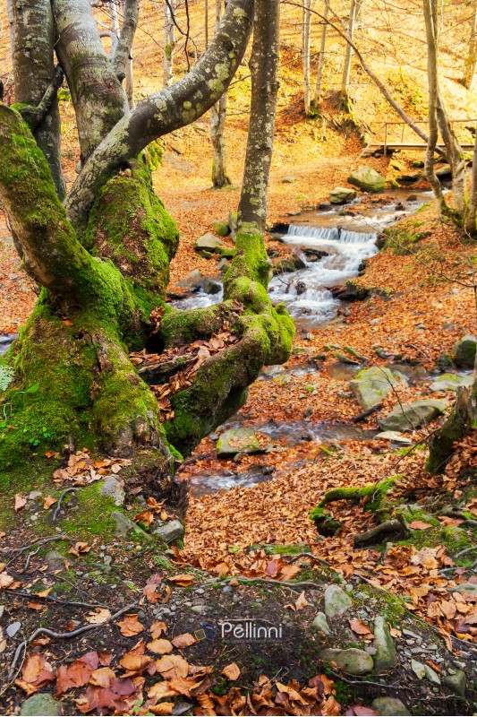 forest in autumn. beautiful sunny weather. mossy tree in front of a Shypot brook in the distance