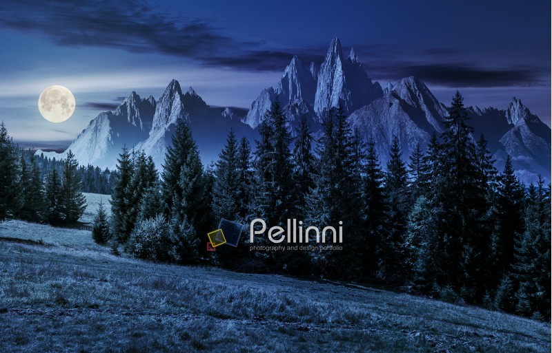 spruce forest on grassy hillside in mountains with rocky peaks at night in full moon light. gorgeous composite image of summer landscape. strengths and eternity concept