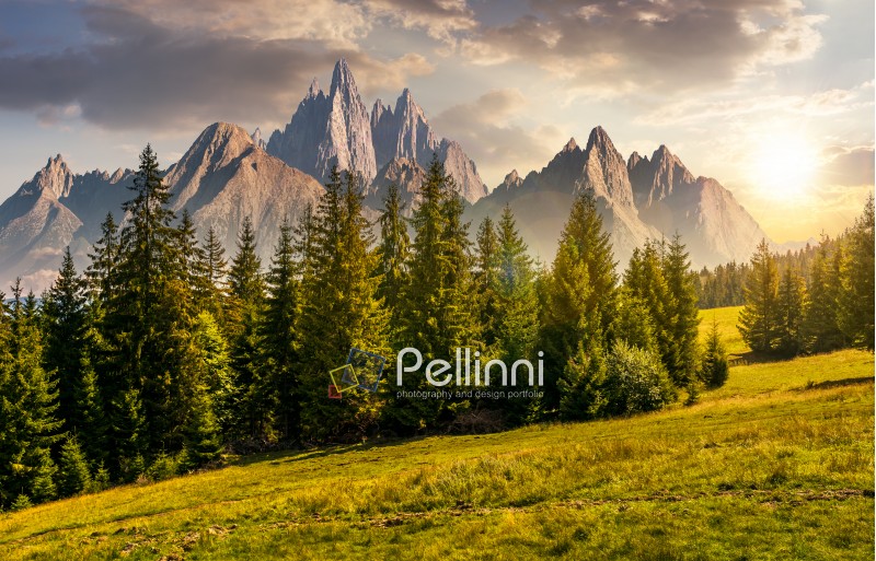 spruce forest on grassy hillside in mountains with rocky peaks at sunset. gorgeous composite image of summer landscape. strengths and eternity concept