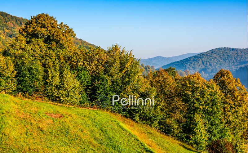 tree branches with orange foliage in forest. hillside on mountain ridge with high hills in the distance on sunny autumn day. beautiful landscape with clear blue sky