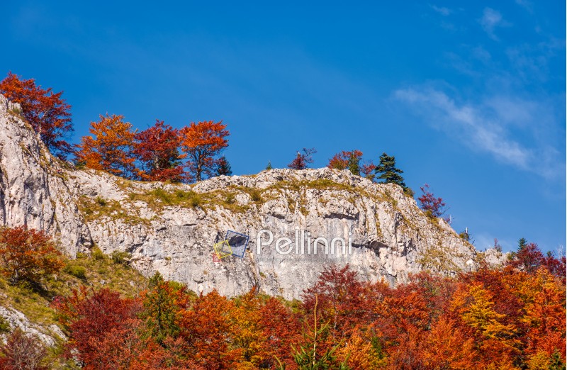 forest in red foliage on a rocky cliff. beautiful nature scenery on fine autumn day in Mountains