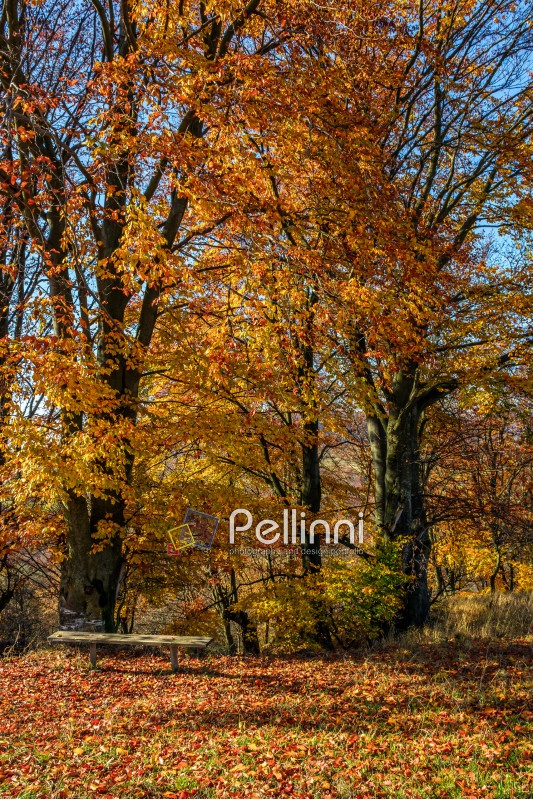forest; landscape; foliage; bench; red; park; scenic; tree; wood; autumn; fall; leaf; nature; season; outdoor; tourism; wood; fresh; high; sunny; blue; leave; colorful; colors; background; environment; vibrant; bright; countryside; branch