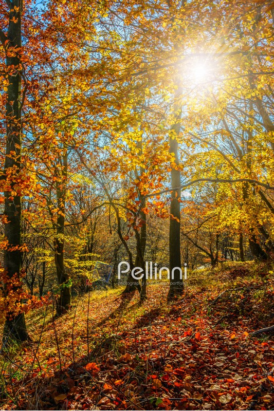 forest; foliage; yellow; orange; nature; park; scenic; tree; wood; autumn; fall; leaf; tall; old; season; outdoor; tourism; fresh; high; sunny; blue; landscape; leave; colorful; colors; background; environment; vibrant; bright; countryside; branch; sun; sunset; light; sunlight; ray; beam; flare; dawn; evening; dramatic