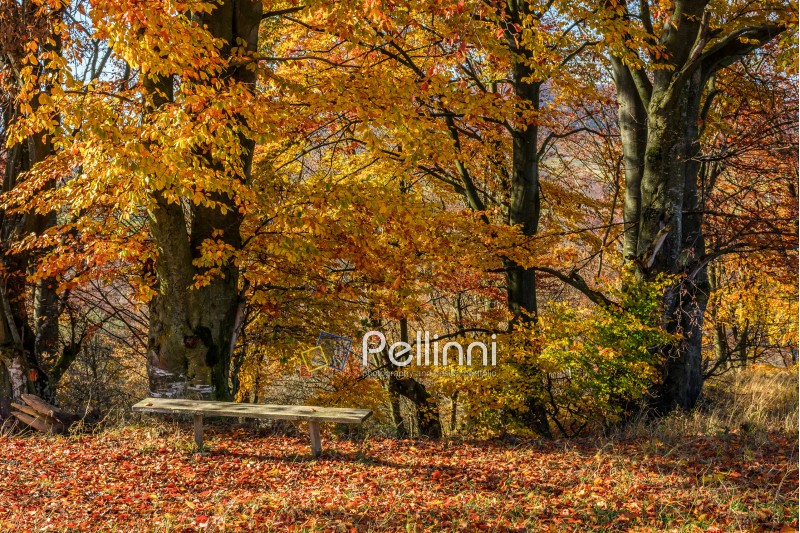 forest; landscape; foliage; bench; red; park; scenic; tree; wood; autumn; fall; leaf; nature; season; outdoor; tourism; wood; fresh; high; sunny; blue; leave; colorful; colors; background; environment; vibrant; bright; countryside; branch