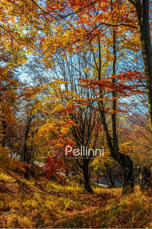 forest; foliage; yellow; orange; nature; park; scenic; tree; wood; autumn; fall; leaf; tall; old; season; outdoor; tourism; wood; fresh; yellow; red; sunny; blue; landscape; leave; colorful; colors; background; environment; vibrant; bright; countryside; branch