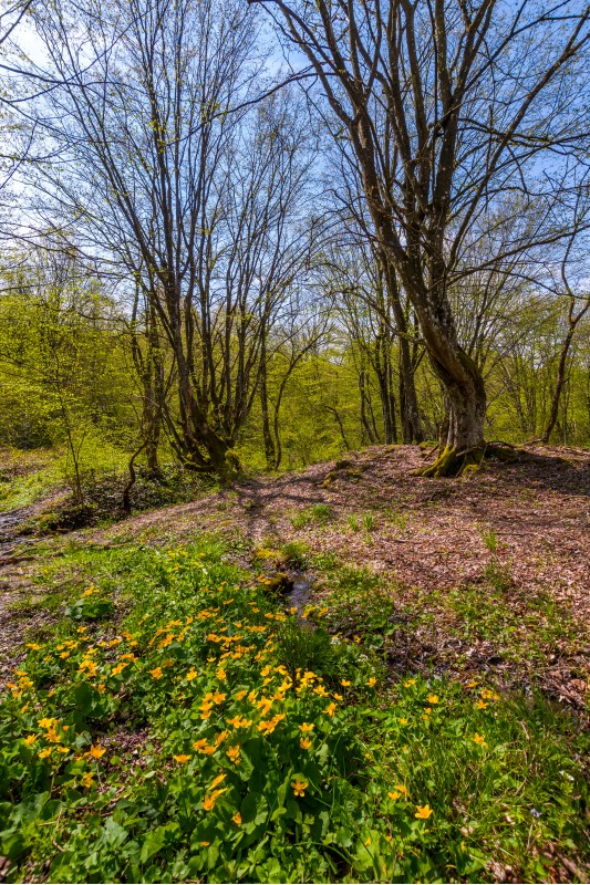 forest in springtime on a sunny day. lovely scenery with yellow flowers near the stream and green foliage on trees