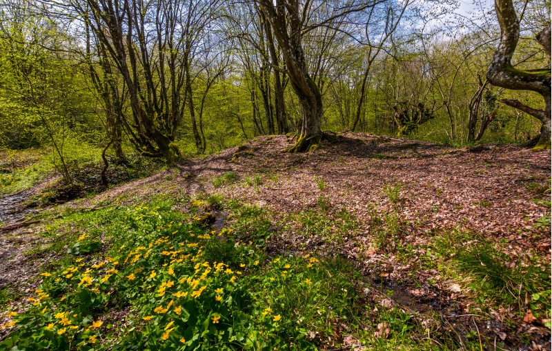 forest in springtime on a sunny day. lovely scenery with yellow flowers near the stream and green foliage on trees