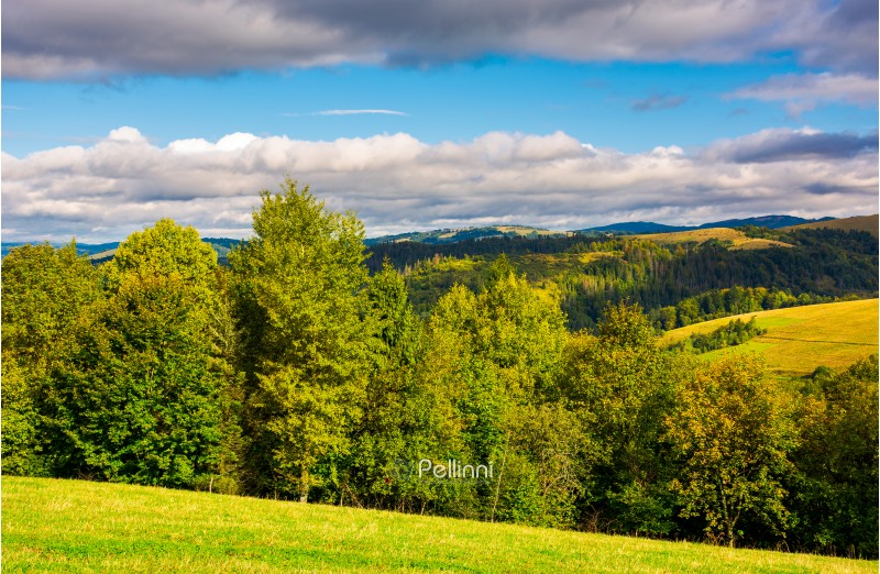 forest on a grassy hills of Carpathian mountains. lovely autumn landscape on a bright day under the cloudy sky