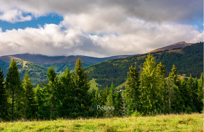 beautiful mountainous scenery in early autumn. cloudy sky on a bright and warm day. forest on a grassy meadow. good time for a countryside walk