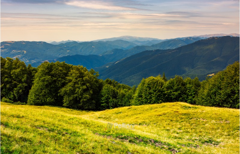 forest on a grassy meadow in mountains. beautiful summer landscape with Krasna mountain in the far distance under the blue sky with some clouds