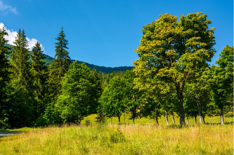 forest on a grassy meadow in mountains. beautiful summer landscape of Carpathians