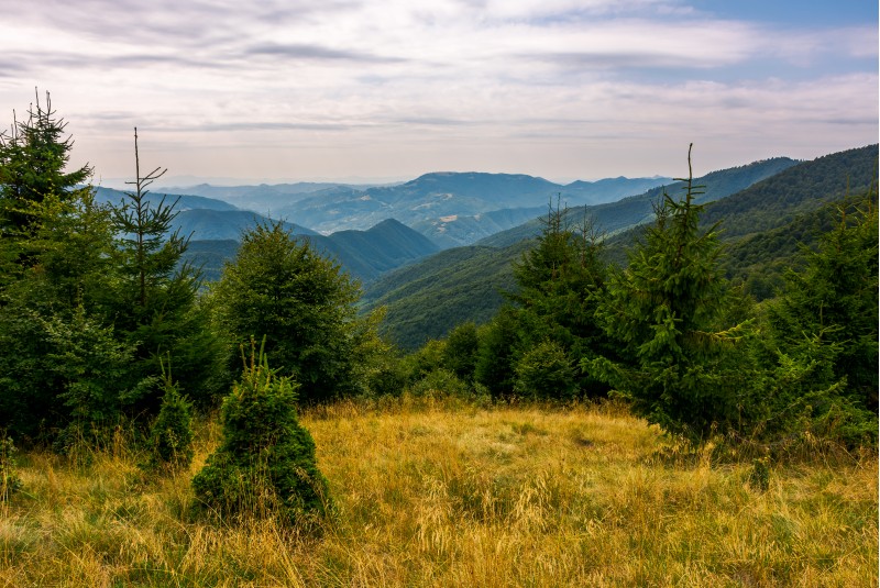 forest on a grassy meadow in mountains in evening. lovely summer landscape with Krasna mountain ridge in the distance under the cloudy sky