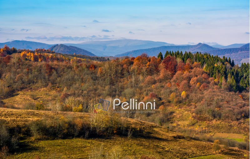forest on a hill in front of a mountain ridge in autumn. gorgeous morning countryside landscape