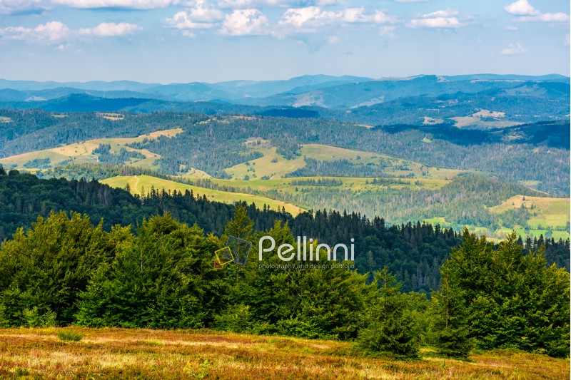 forest on a hillside of Carpathian Mountain Ridge. Beautiful in to the rural valley in late august evening