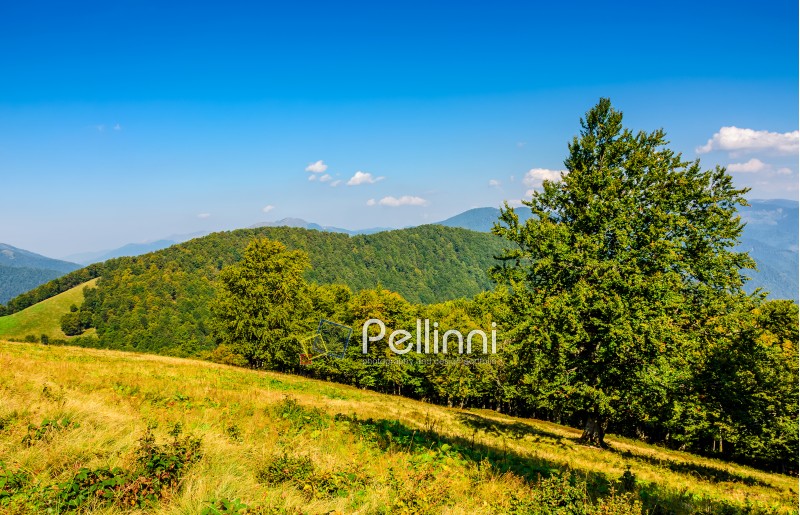 forest on a hill side meadow in high mountains. beautiful summer landscape in fine weather