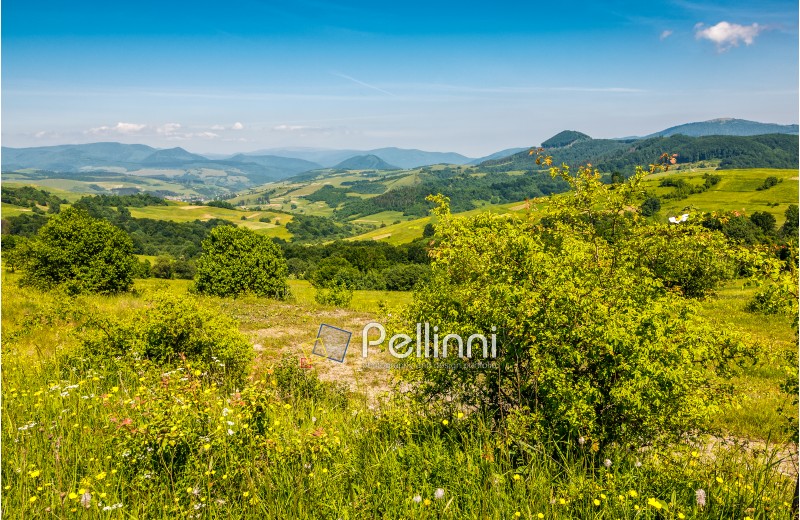 forest in mountain rural area. green agricultural field on a hillside. beautiful summer scenery in pleasant weather 