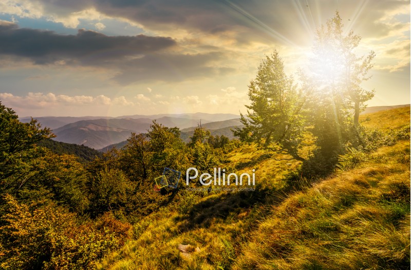 forest around the meadow on a steep mountain slope at sunset