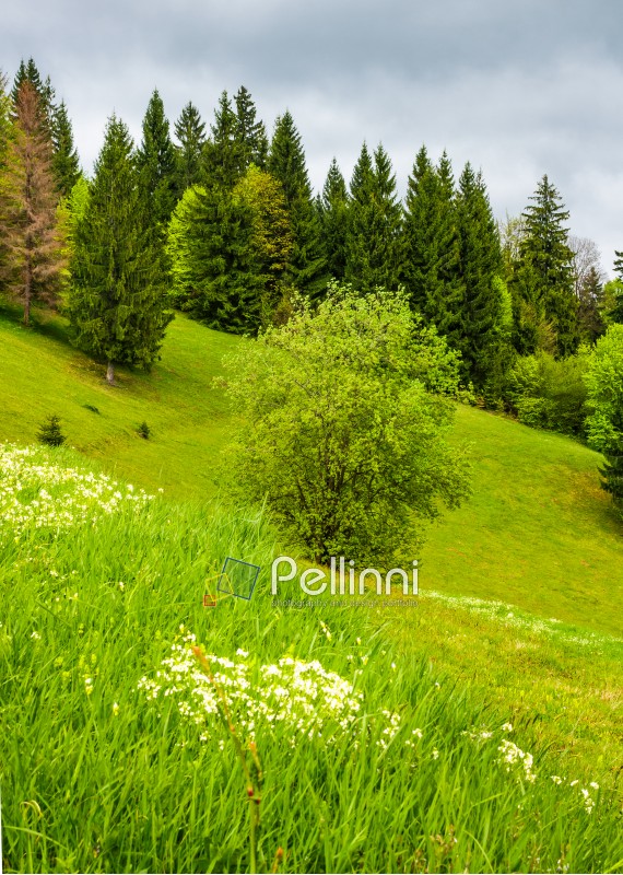 forest on grassy hillside in springtime. lovely nature background