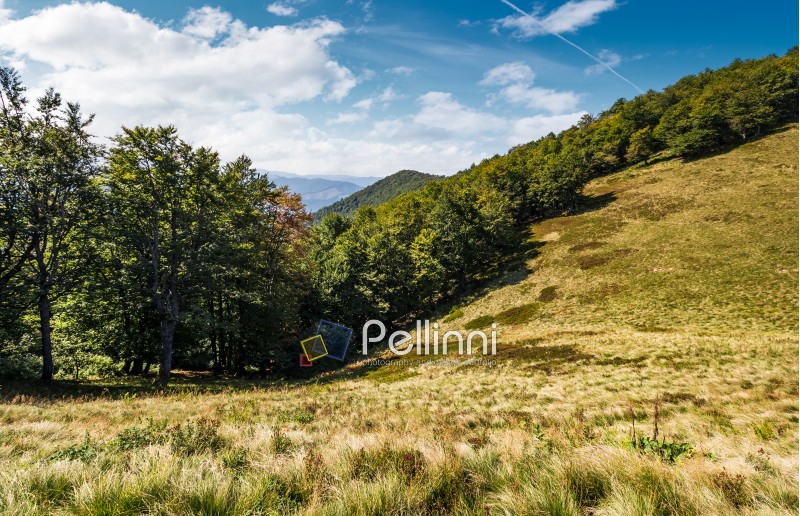 forest on grassy hillside of Carpathians. beautiful summer scenery in mountains