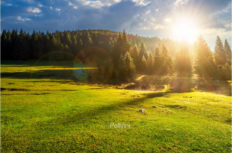 forest on grassy meadow at foggy sunrise. lovely nature scenery with forested hill in the distance