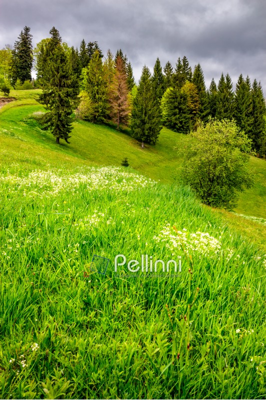 conifer forest on the hillside meadow with few flowers in fresh grass