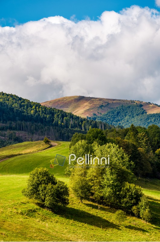 forest on hillside near the footpath through meadow. lovely mountainous landscape in autumn with huge cloud on the background