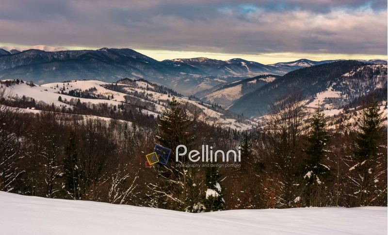 forest on snowy hills in mountains at dawn. gorgeous winter landscape with high mountain ridge in the distance