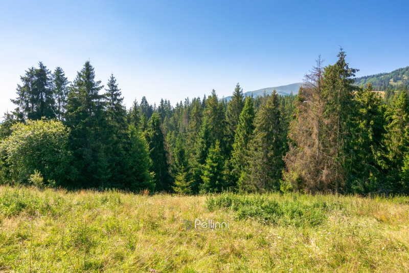 forest on the grassy meadow in mountains. beautiful sunny landscape with spruce trees on the hillside. wonderful scenery of carpathian mountains in summer forenoon under blue sky