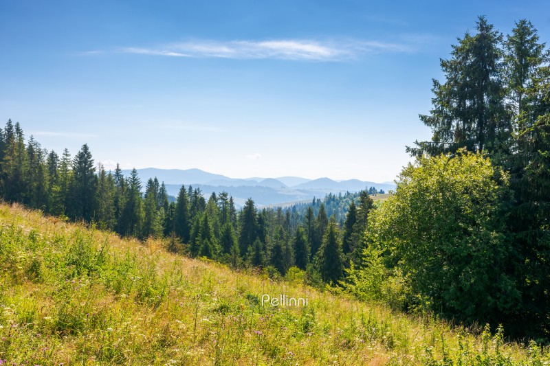 forest on the grassy meadow in mountains. beautiful sunny landscape with spruce trees on the hillside. wonderful scenery of carpathian mountains in summer forenoon. evergreen woodland