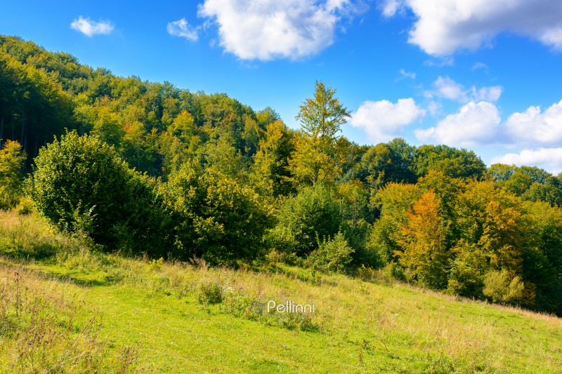 forest on the hill in rural area of carpathian mountains in autumn. wonderful scenery of volovets district. deciduous trees near grassy meadow in september