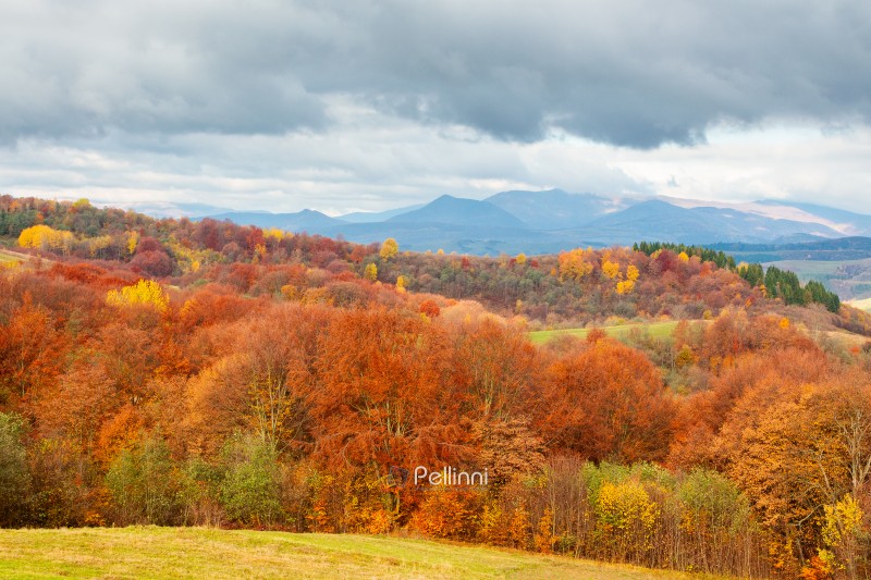 forest on the hills of carpathian mountains. rural landscape with trees in colorful foliage in morning light under rainy sky. cloudy autumn morning