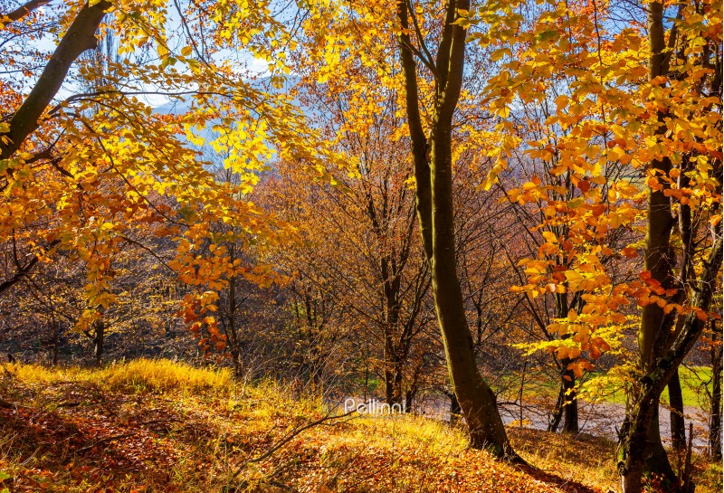 forest on the hillside in orange foliage. lovely nature scenery on a bright day in Carpathian mountains