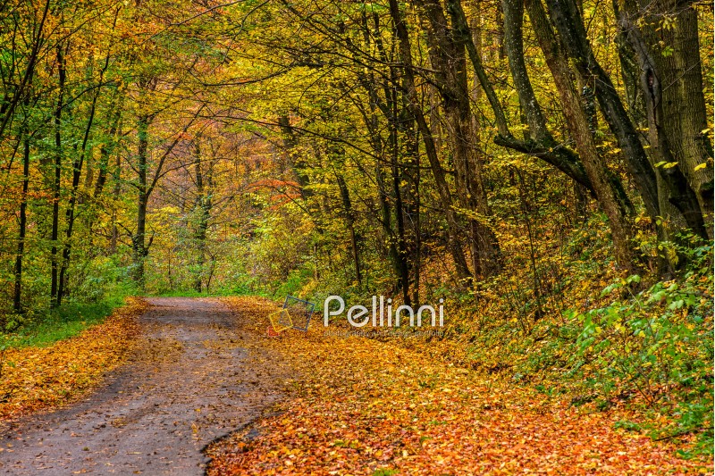 park; trail; path; forest; green; foliage; nature; scenic; trees; wood; tree; grass; autumn; wooden; walk; wilderness; old; season; outdoor; bush; woods; road