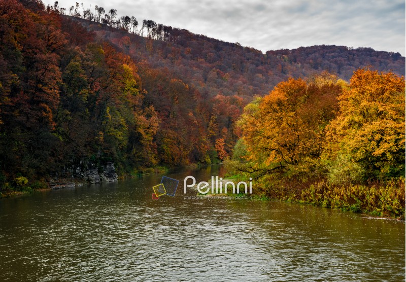 forest river in autumn mountains. lovely grassy shores with yellowed trees and rocky cliff. gorgeous nature autumnal scenery. high viewpoint