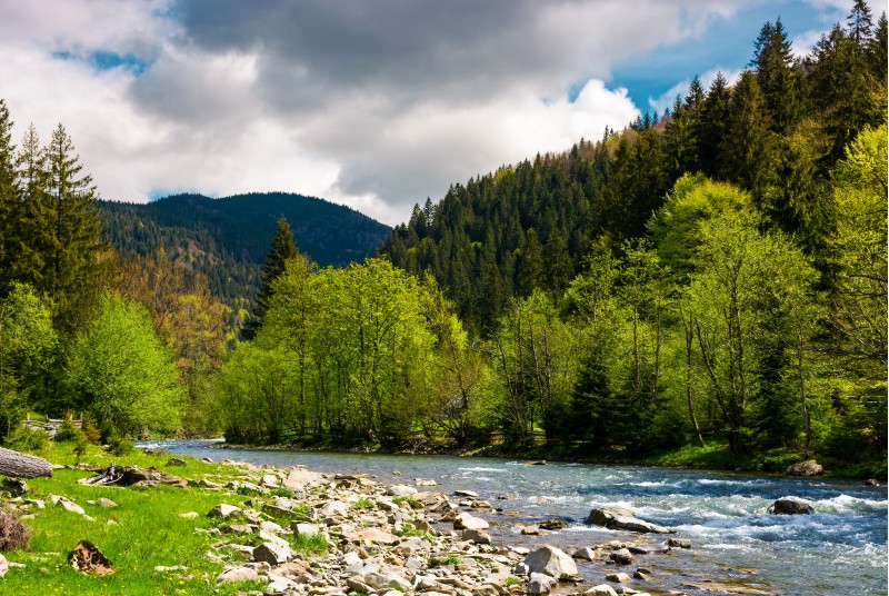 forest river with rocky shore in mountains. lovely countryside scenery in springtime
