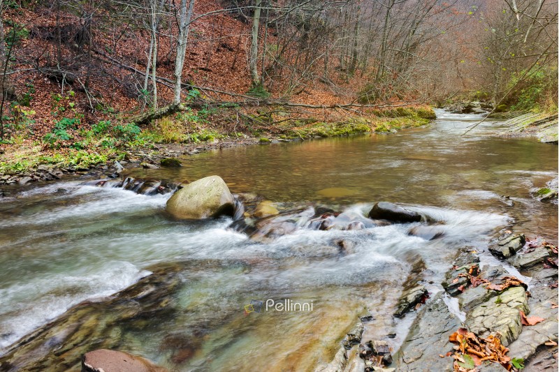 forest river with rocky shores. naked trees and fallen foliage on cold and gloomy november day